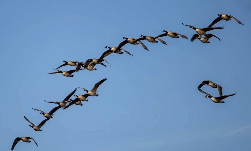 Geese flying in a V formation, showing how birds navigate migration using teamwork.