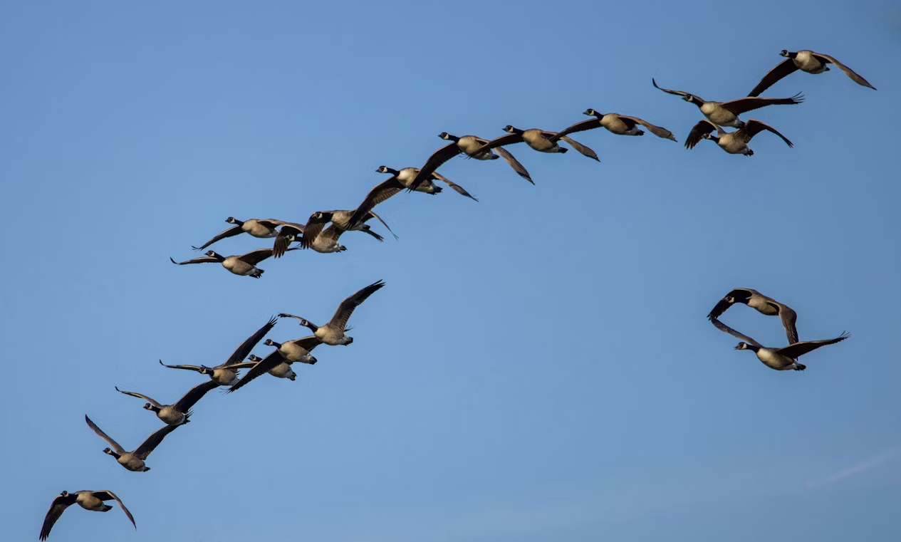 Geese flying in a V formation, showing how birds navigate migration using teamwork.