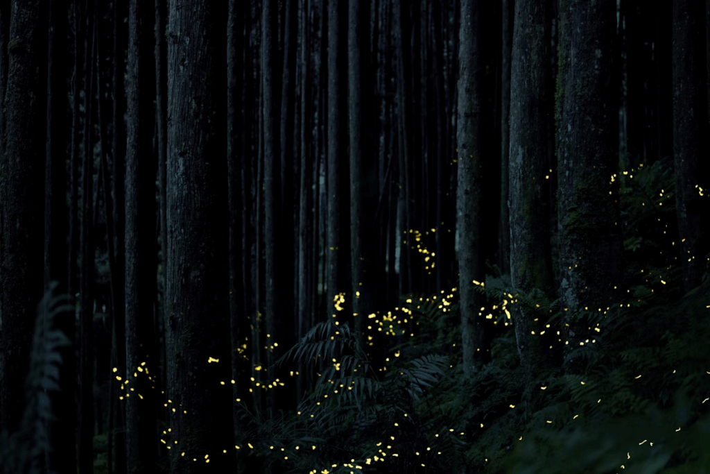 Synchronized fireflies glowing yellow-green in a dark forest at night