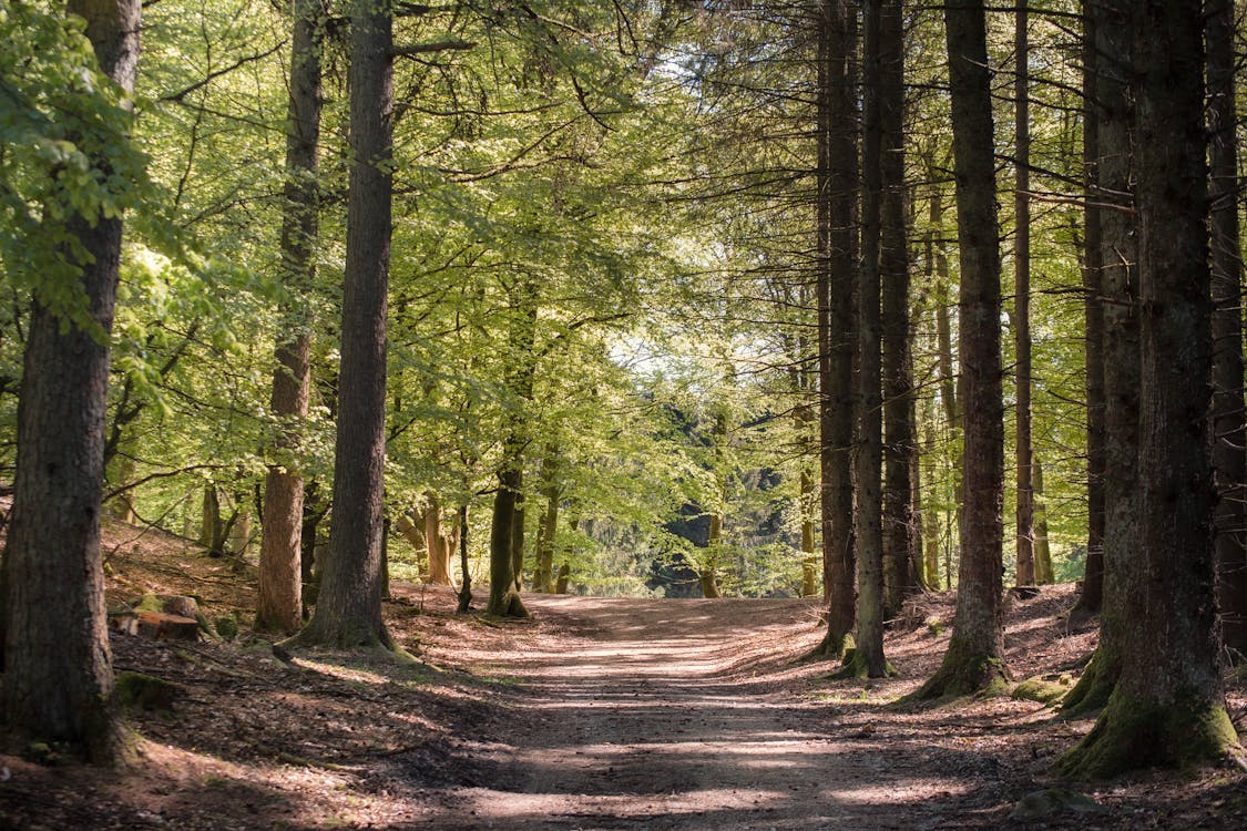 Sunlit path through a green forest, showing a healthy woodland connected by roots.